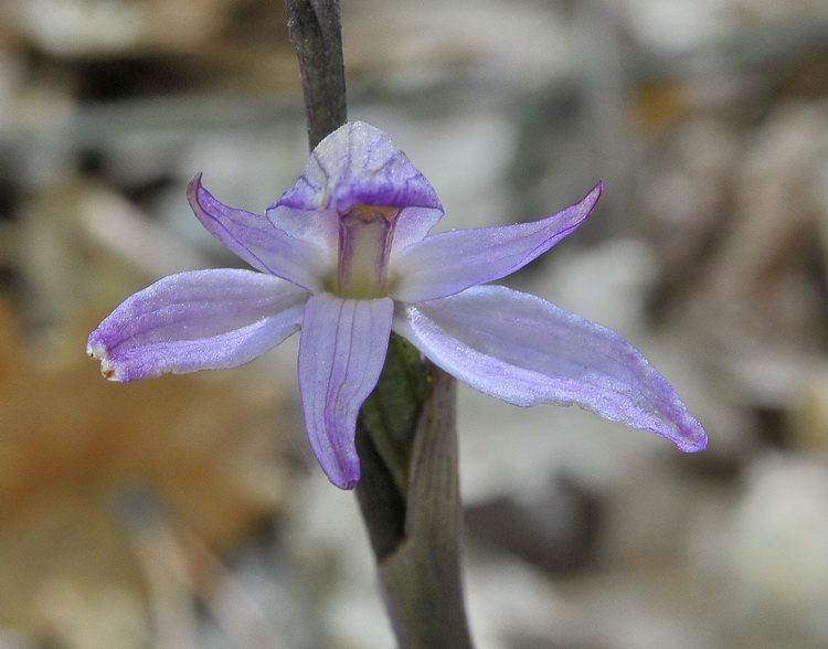 Orchidee del Chianti 2009